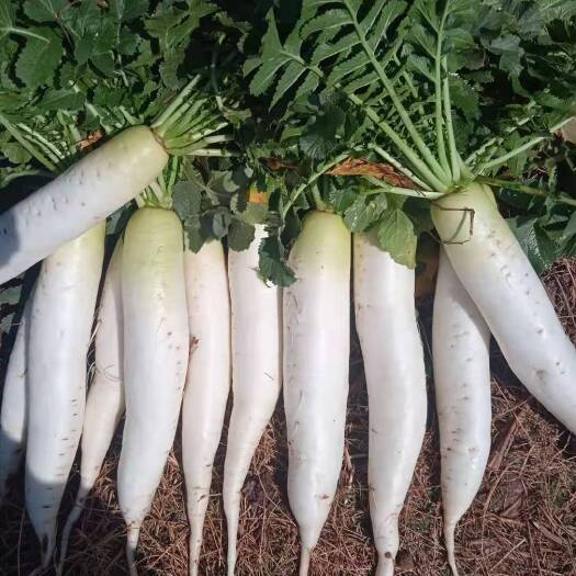 禄丰市云南露天种植白萝卜大量上市