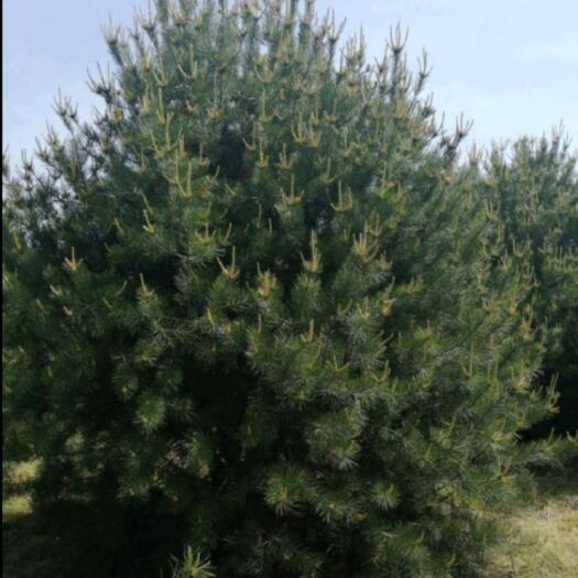 长沙白皮松