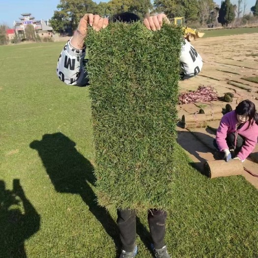 草坪