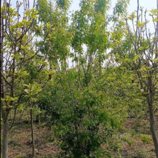 长沙茶条槭