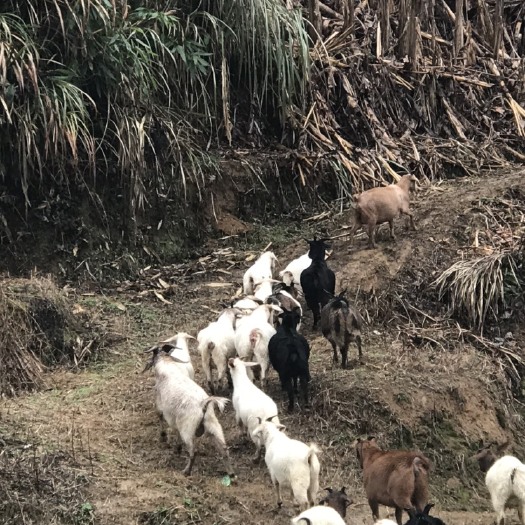 铅山县纯放养，母羊带崽