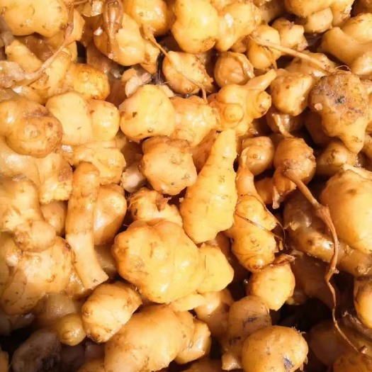 郓城县洋姜 洋姜咸菜 盐渍洋姜 洋姜半成品 酱洋姜 腌洋姜