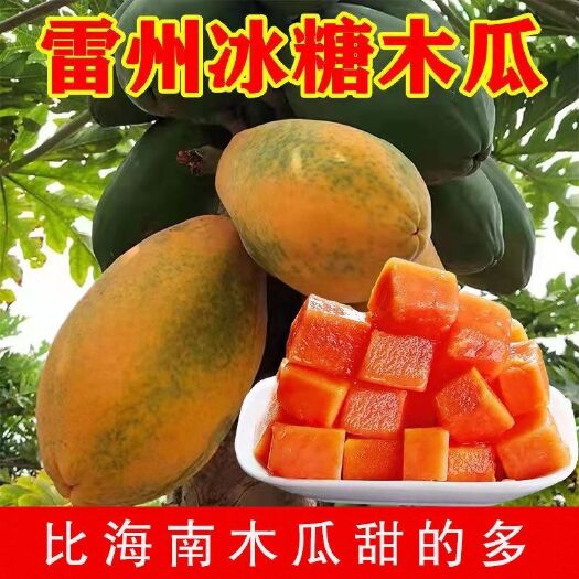大减价广东雷州冰糖红心木瓜树上熟自家果园直发新鲜水果一件包邮
