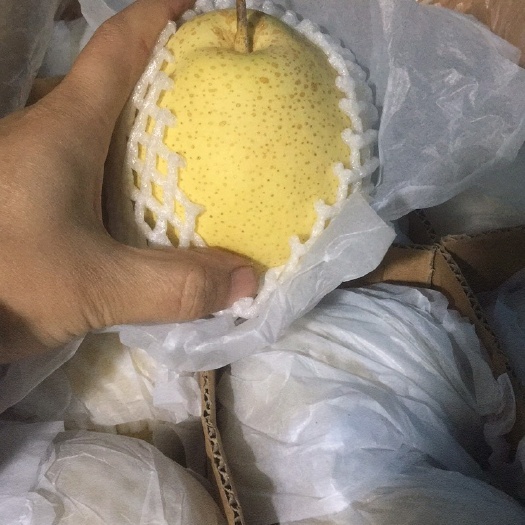 赵县赵县雪花梨鸭梨皇冠梨大量供应中