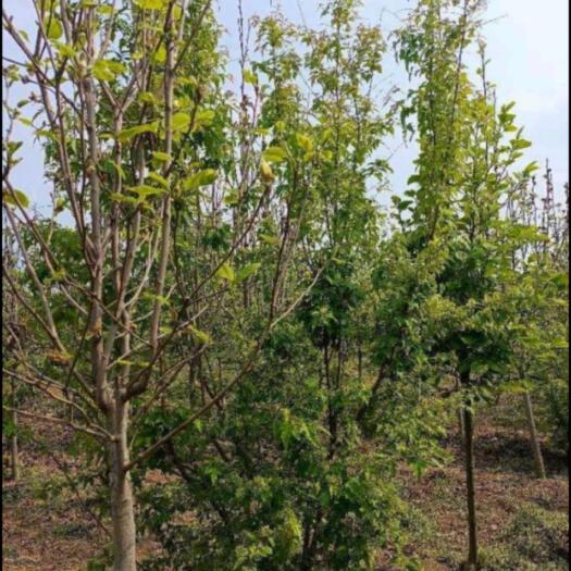 长沙茶条槭