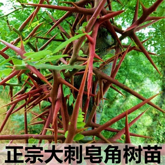 绛县皂角苗，大刺皂角苗，药用皂角苗