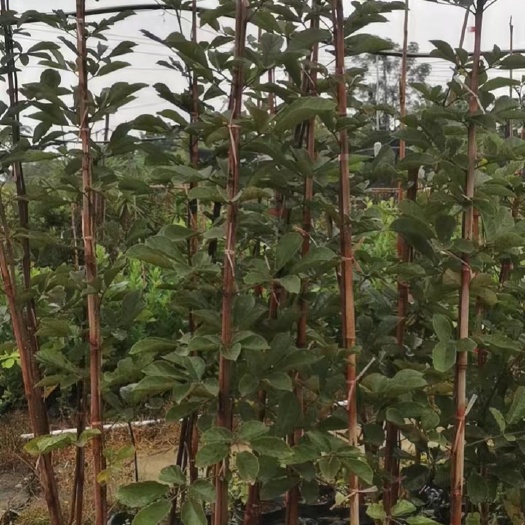 佛山黄花风铃木  黄花风铃苗 基地自产自销