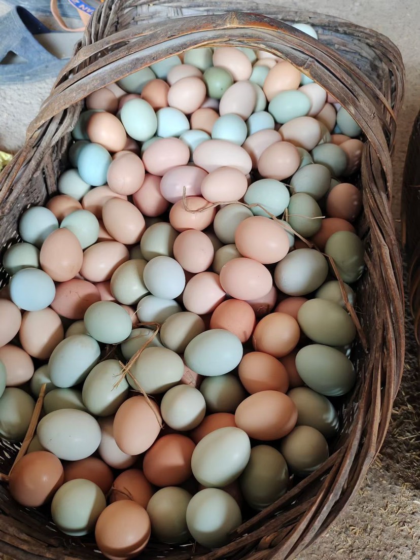 京山市大洪山散养土鸡种蛋 可孵化 可食用种蛋 受精蛋