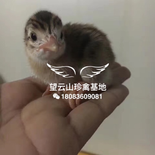 广州珍珠鸡苗，打好疫苗，质量保证，可发全国，嫩苗大口