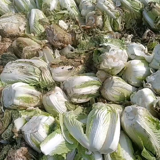 夏邑县白菜价格下滑-夏邑辣椒～芹菜～白菜～茄子大量上市供应，上货量