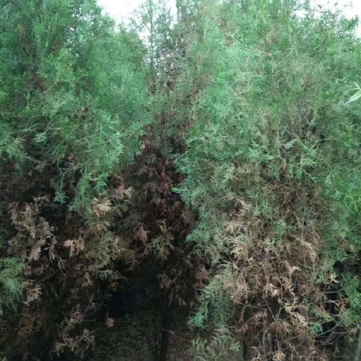 长沙扁柏