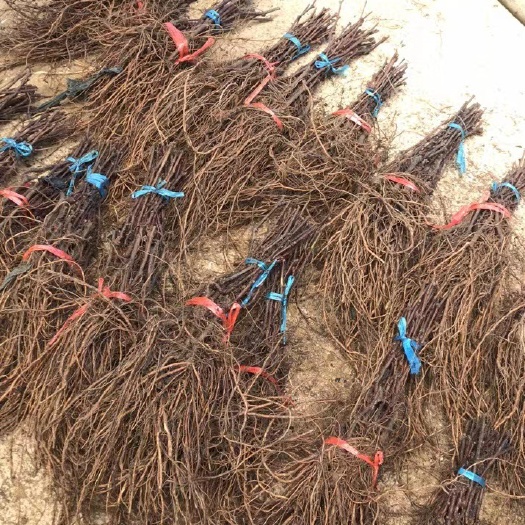 长沙巨峰葡萄苗一年生扦插苗1棵起发货包邮