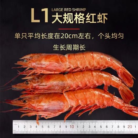 连云港阿根廷红虾L1规格