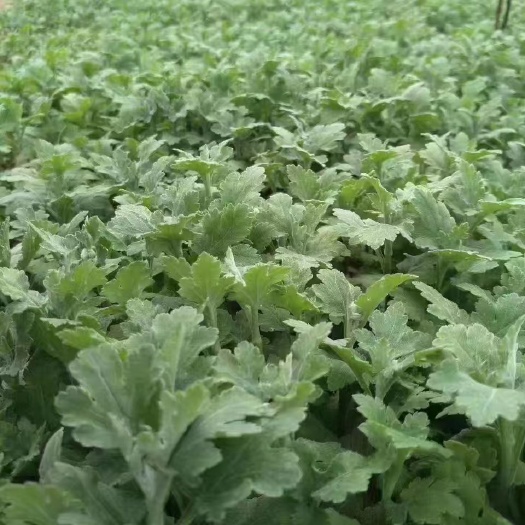 亳州七月菊花苗基地一手货源免费技术指导