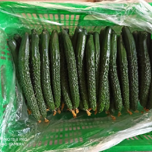 长治暖棚黄瓜，密刺