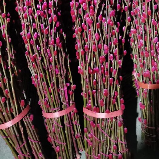 德阳银柳干花摆地摊。展会