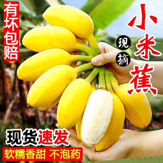 三亚海南三亚自家种植纯绿色天然有小米蕉、香蕉