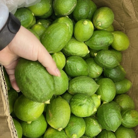 深圳广东香水柠檬