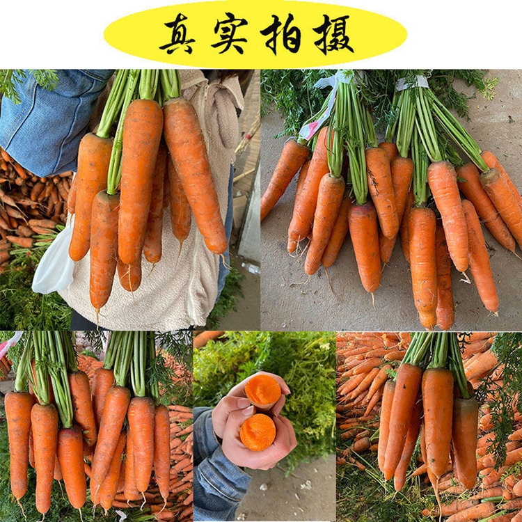 【生吃可当水果】胡萝卜