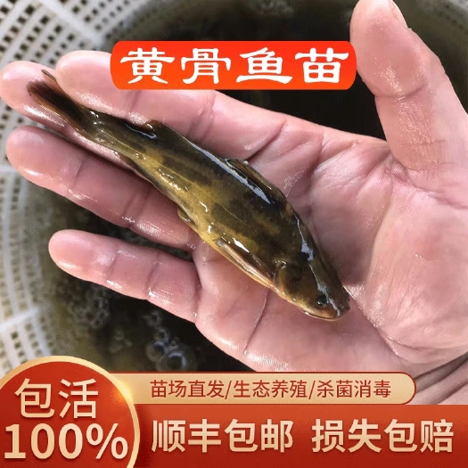 高邮市黄骨鱼苗