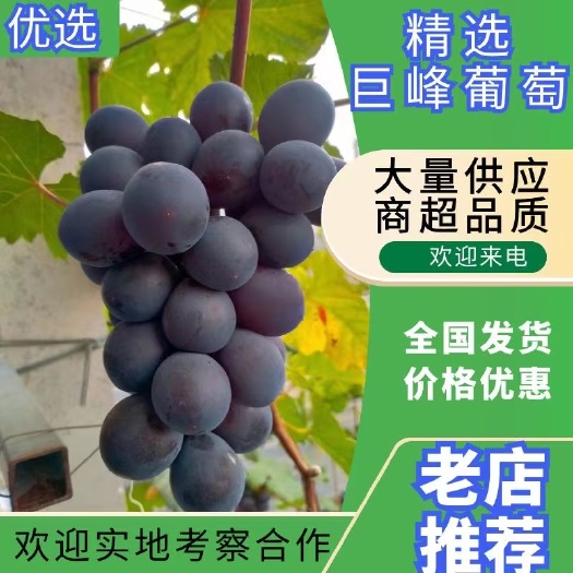 富硒巨峰葡萄，四月份初就要上市了，欢迎各位大老板来咨询合作
