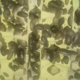 景县杜比亚蟑螂绿色养殖，爬宠活体黄金饲料
