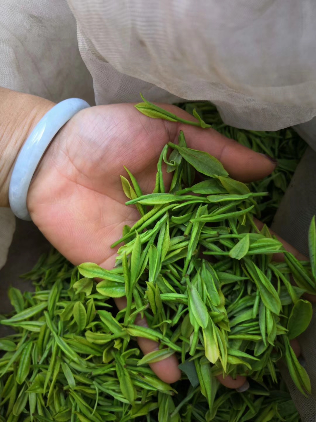 【一芽一叶龙井】明前龙井茶新茶春茶头采豆香型浓香型一斤装