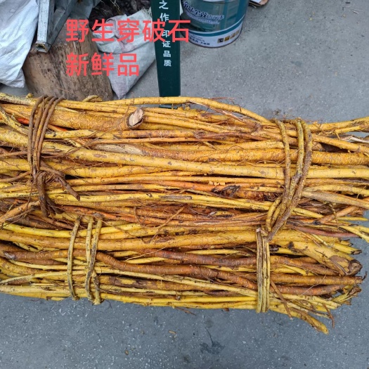 河池穿破石根精选广西穿破石中药材切段切片晒干穿破石中草药