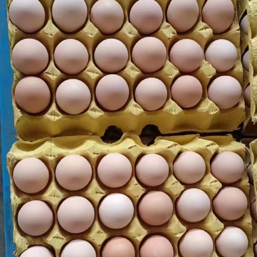 东台市每日出售净重34-36斤/箱，双色黑凤蛋550件，品质优选，