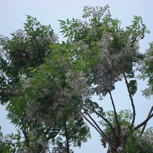 长沙绿化苗木苦楝苗苦练树苦楝树苗苦楝小苗苦楝树紫花树哑巴树苗