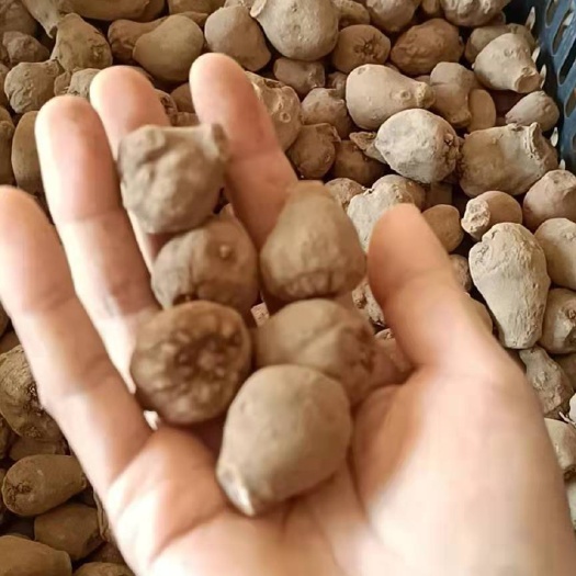 石棉县魔芋种子，包回收