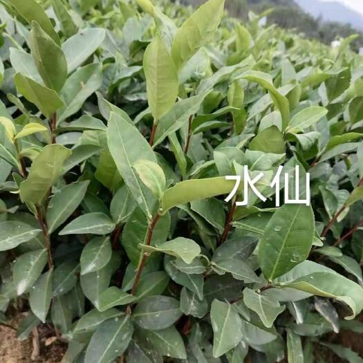 福安市批发零售优质茶苗水仙苗，基地直销