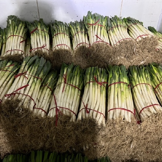 潍坊大葱，铁杆大葱，日本大葱