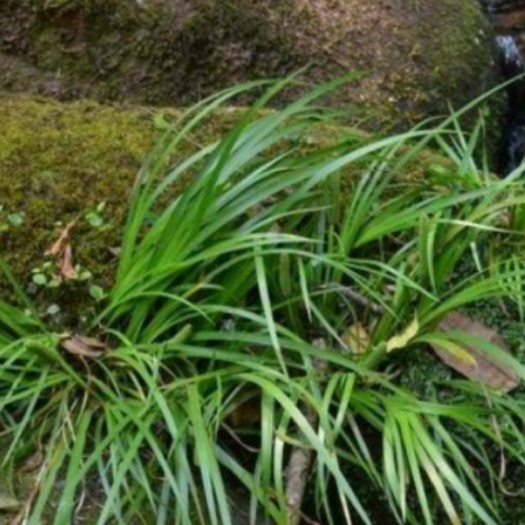 长沙菖蒲
