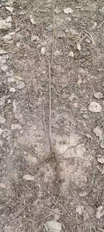 绿化苗苦楝树苗苦练苦楝小苗庭院行道风景树苗紫花树哑巴树苗