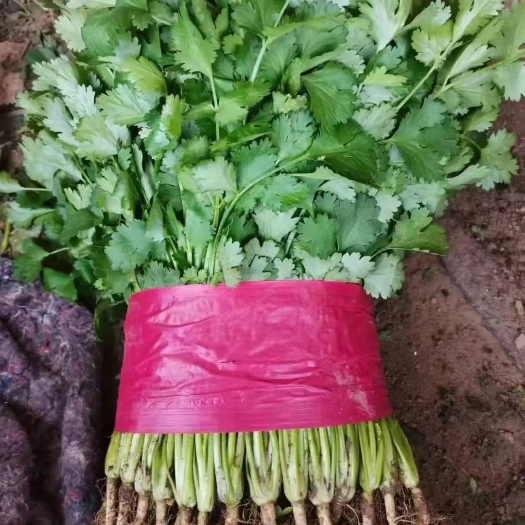 邯郸精品小香菜  基地直供  大量现货  欢迎新老客户订购