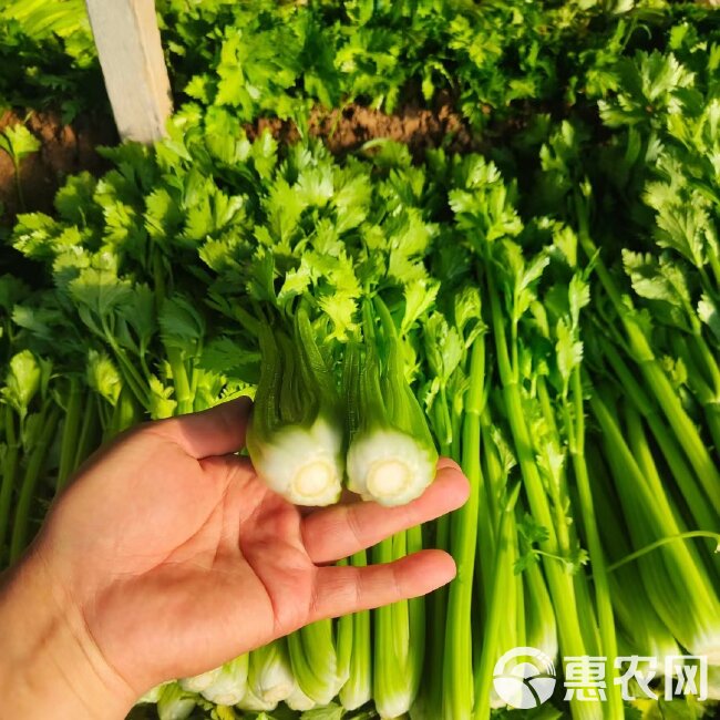 精品西芹 中稞  细稞 基地直发  货源充足  欢迎新老顾客