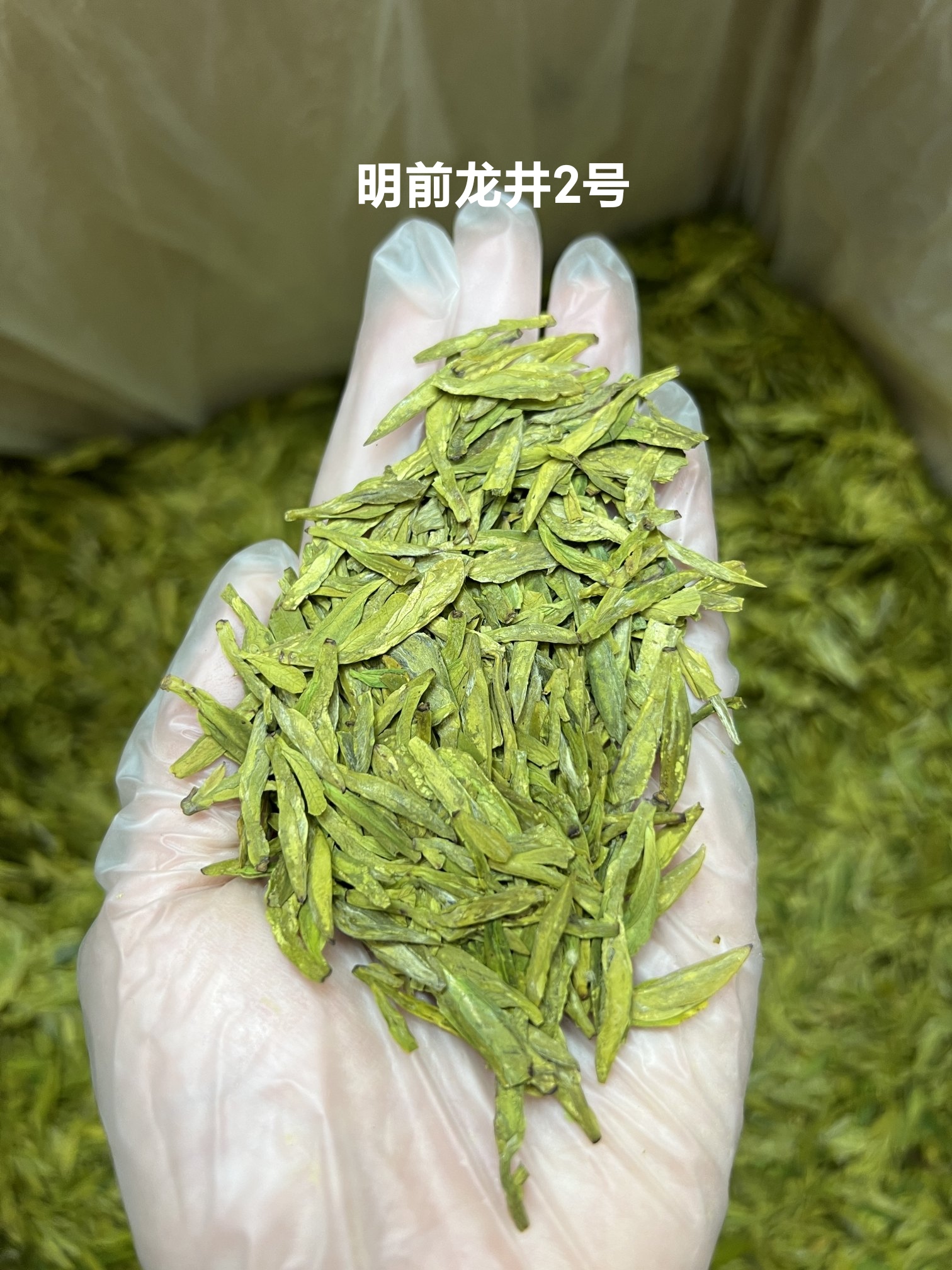 【一芽一叶龙井】明前龙井茶新茶春茶头采豆香型浓香型一斤装