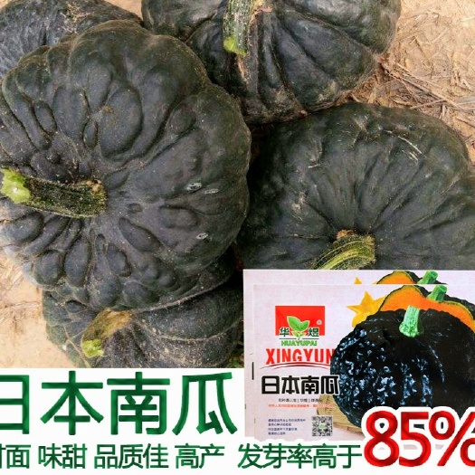 日本南瓜种子甘甜面糯栗子味板栗南瓜菜种籽农家阳台春秋蔬菜种子