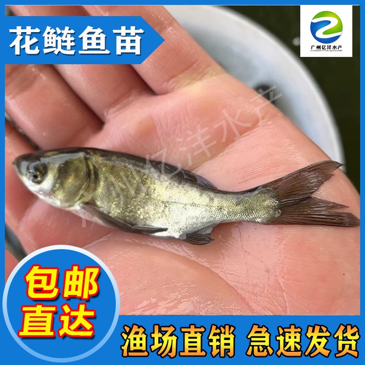 广州花鲢鱼苗 黑金沙大花6-10厘米 胖头鱼鳙鱼雄鱼苗 包邮送货