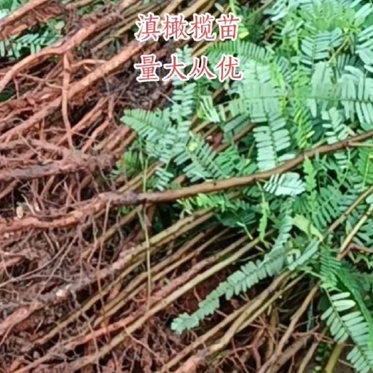 景东县余甘果实生苗基地直供