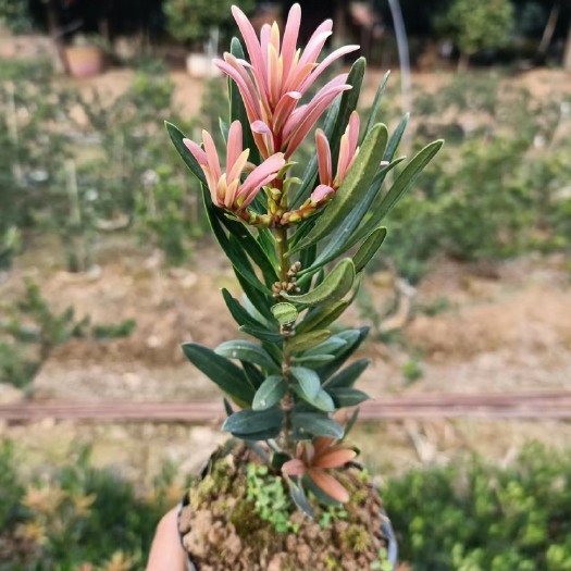长沙海岛红芽罗汉松，紫金松，红景天，太子妃，十棵包邮带护心土发货