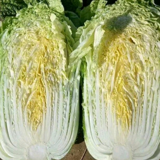 眉县大白菜，50万斤，便宜出