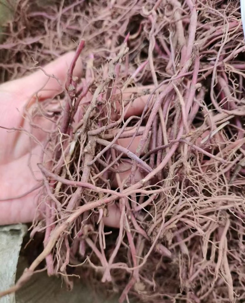亳州新鲜紫苑芽  紫苑芽  大量供应 包发芽率