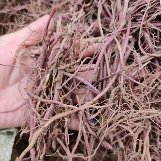 新鲜紫苑芽  紫苑芽  大量供应 包发芽率