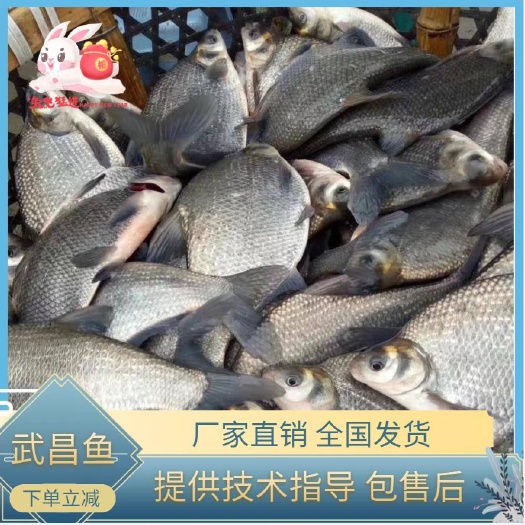 武昌鱼苗 鳊鱼苗  厂家直销  提供技术指导   量大从优