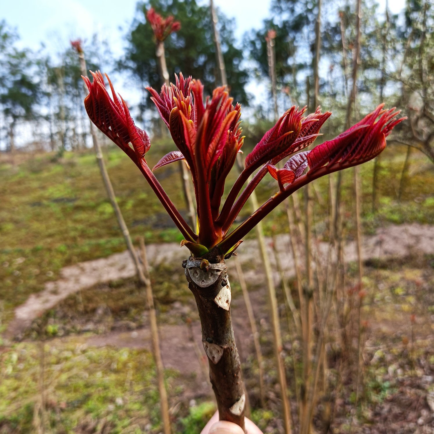 香椿芽 红油6号香椿芽