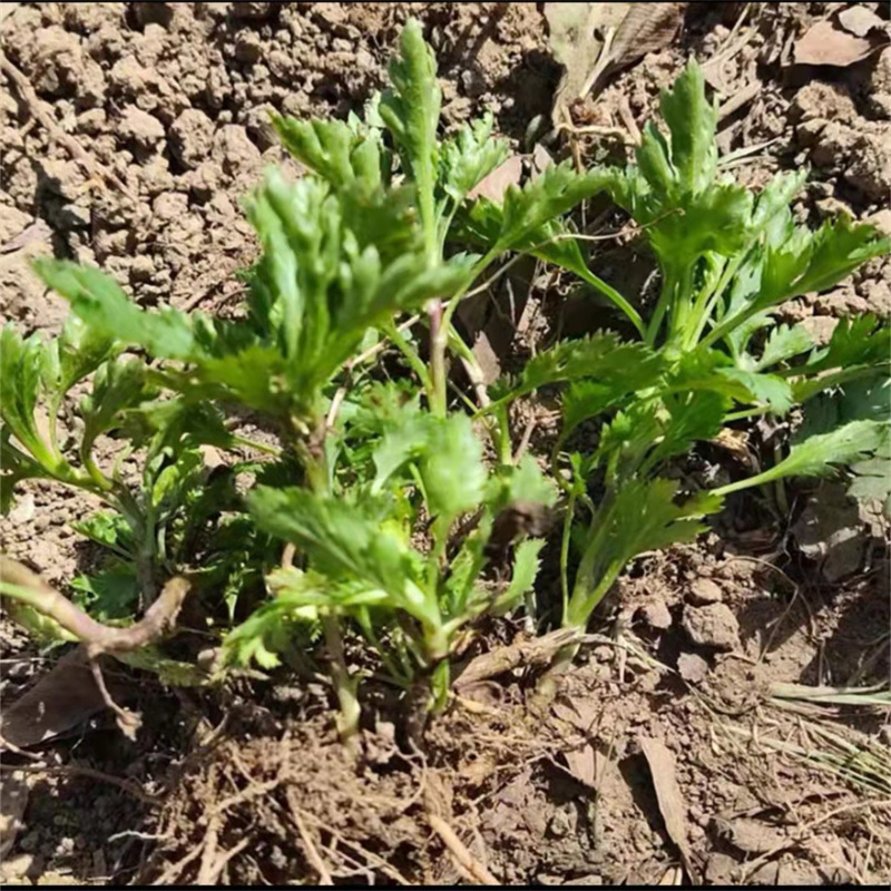 菊花脑种苗菊花脑苗菊花叶种子多年生多次采摘春秋野菜