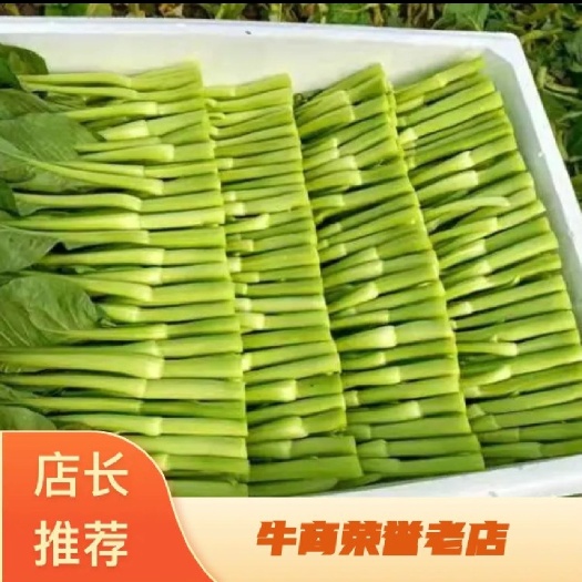 佛山新鲜上市菜心
