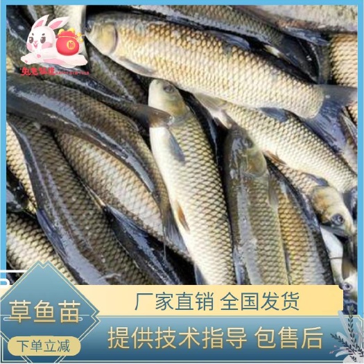 高邮市草鱼苗   厂家直销 提供技术指导 全国发货   量大从优